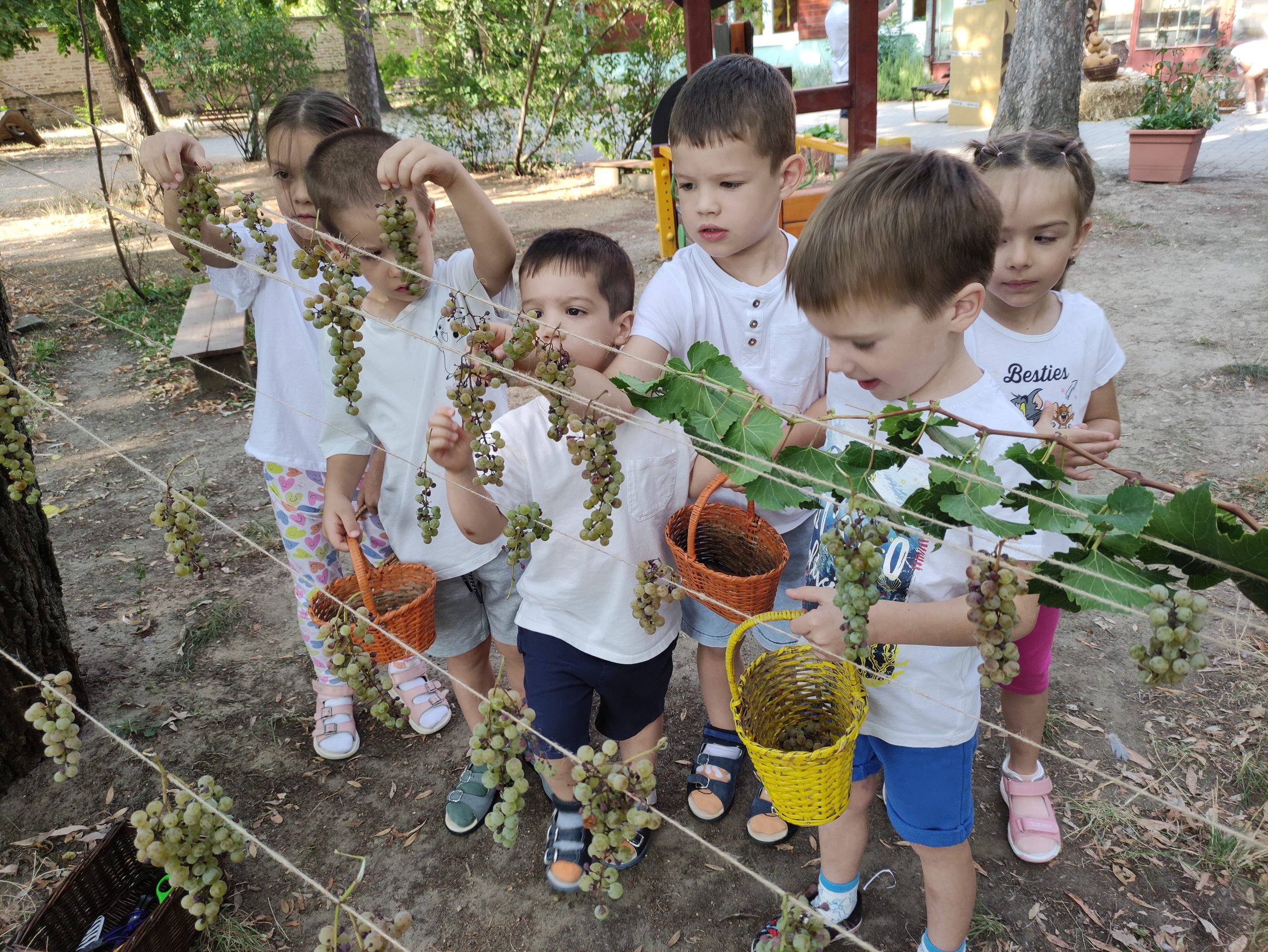 szüretelnek a Klímanócskák (11)