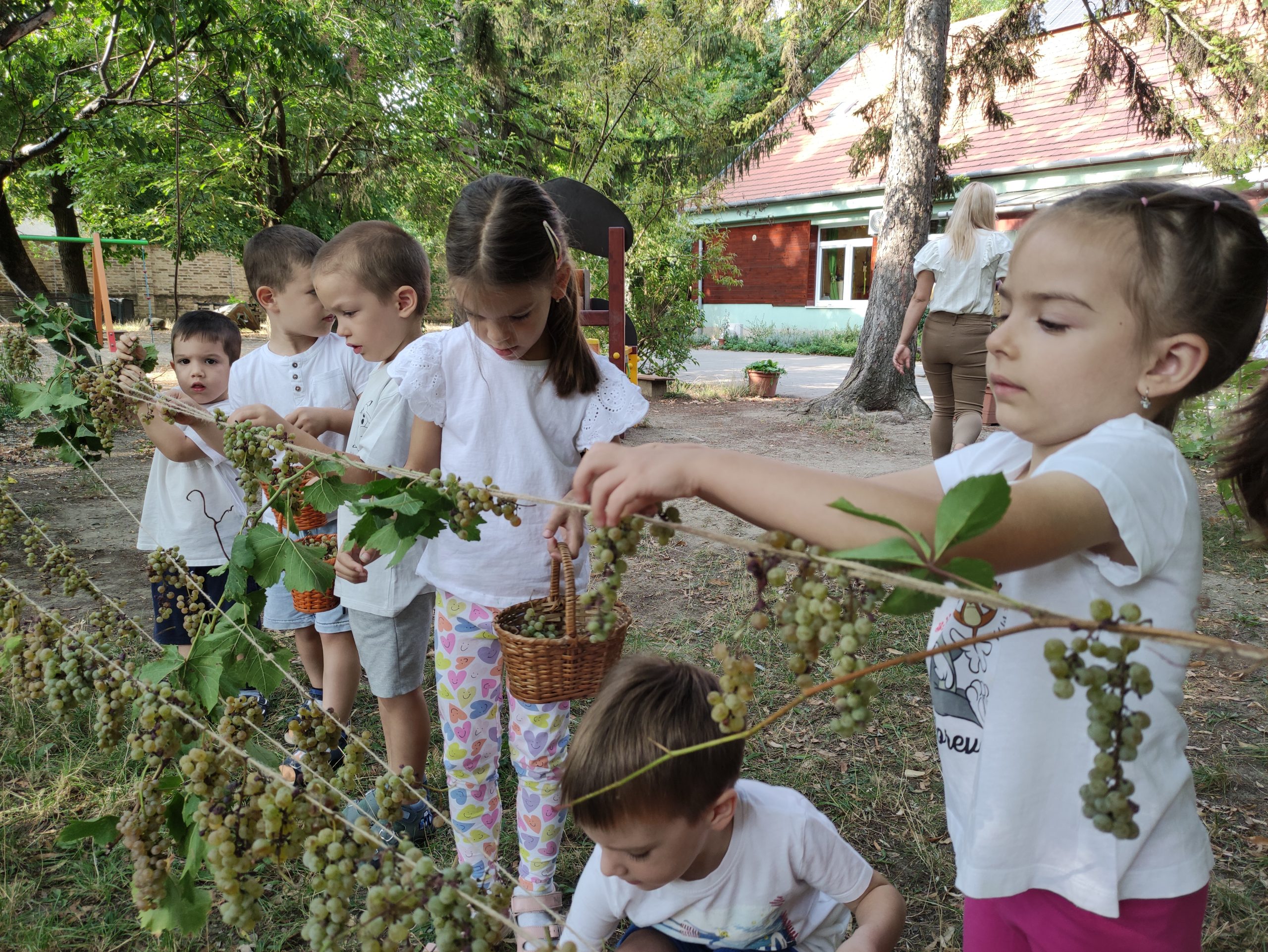 szüretelnek a Klímanócskák (13)