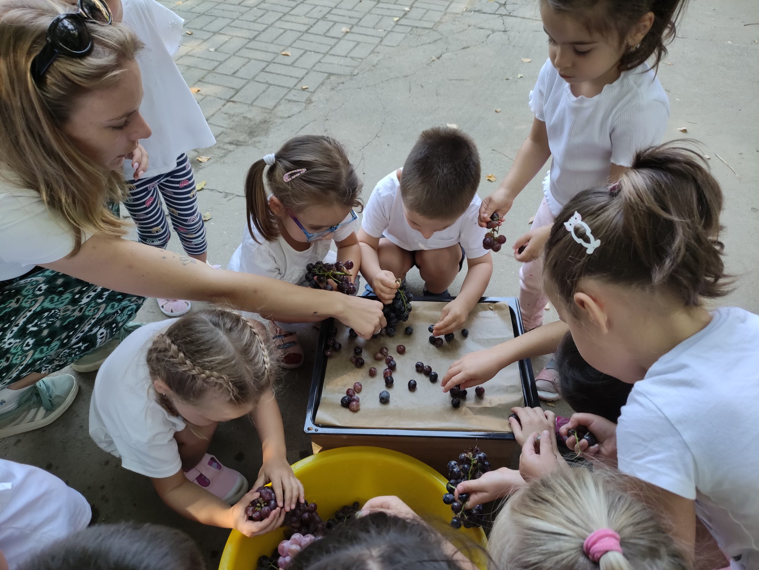 szüretelnek a Klímanócskák (14)