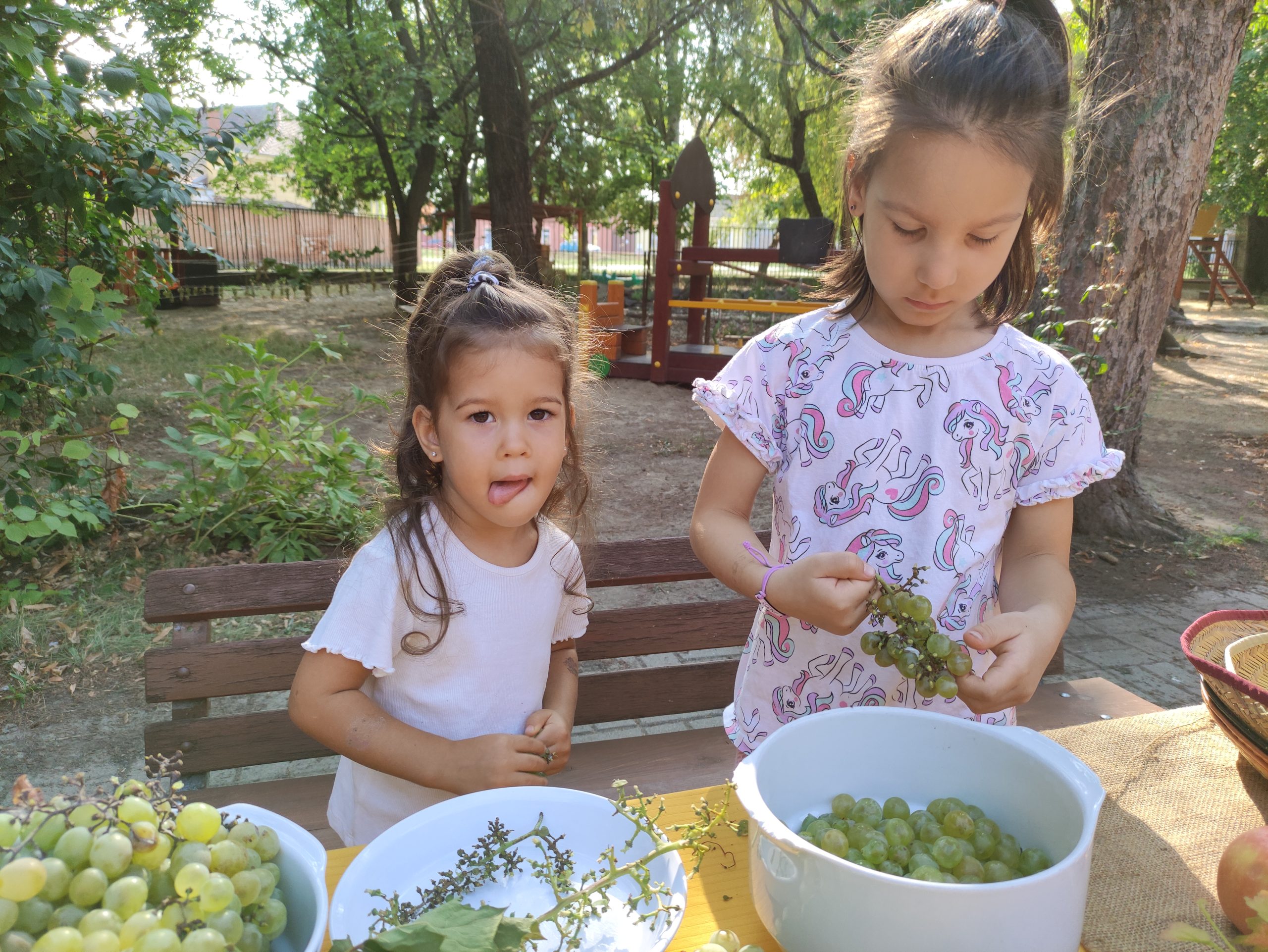 szüretelnek a Klímanócskák (17)