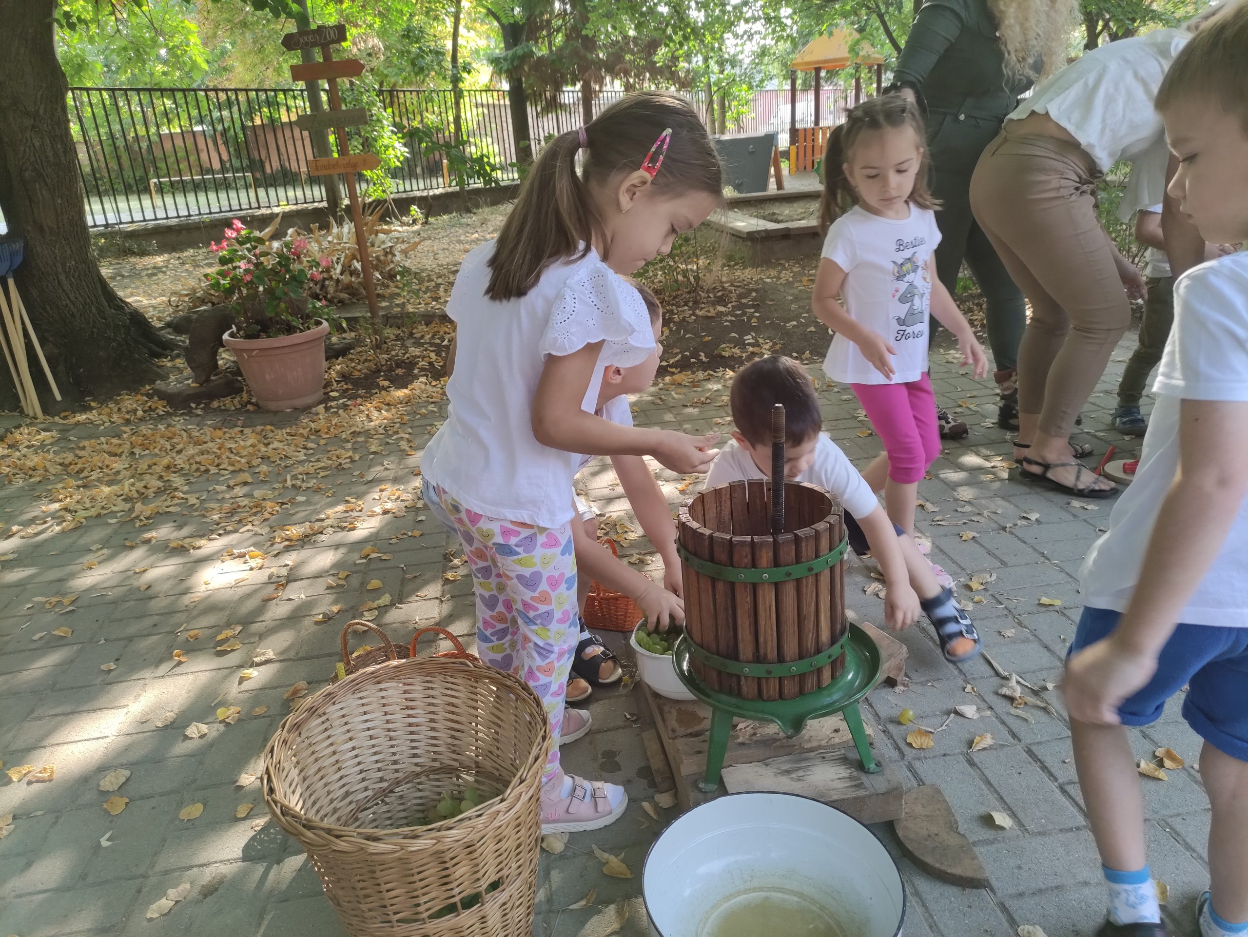 szüretelnek a Klímanócskák (20)