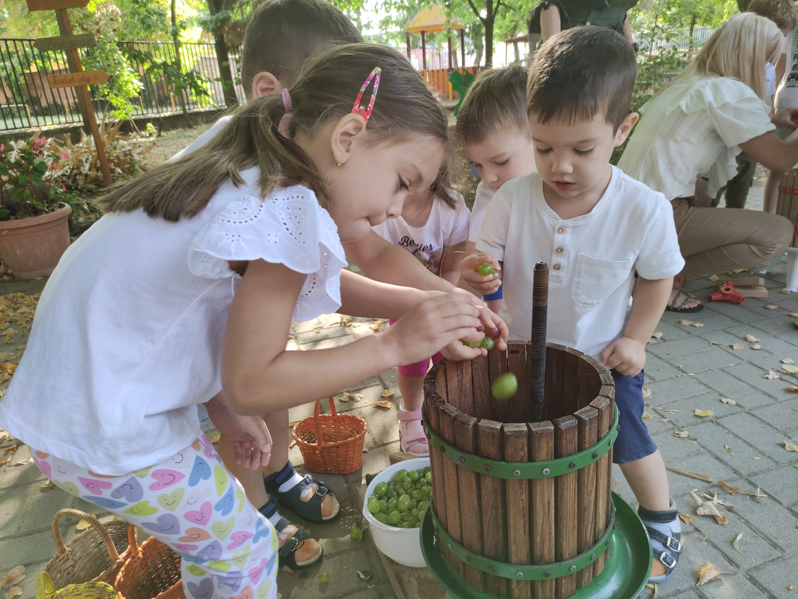 szüretelnek a Klímanócskák (21)